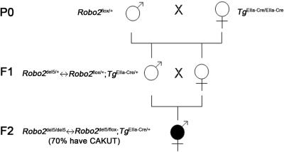 Figure  F1. 