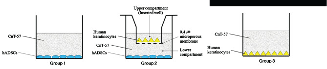 iwj-12335-fig-0001-c