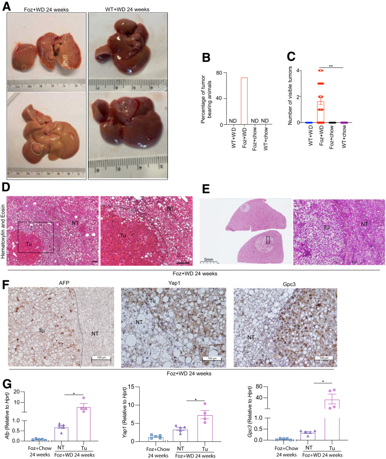 Figure 13