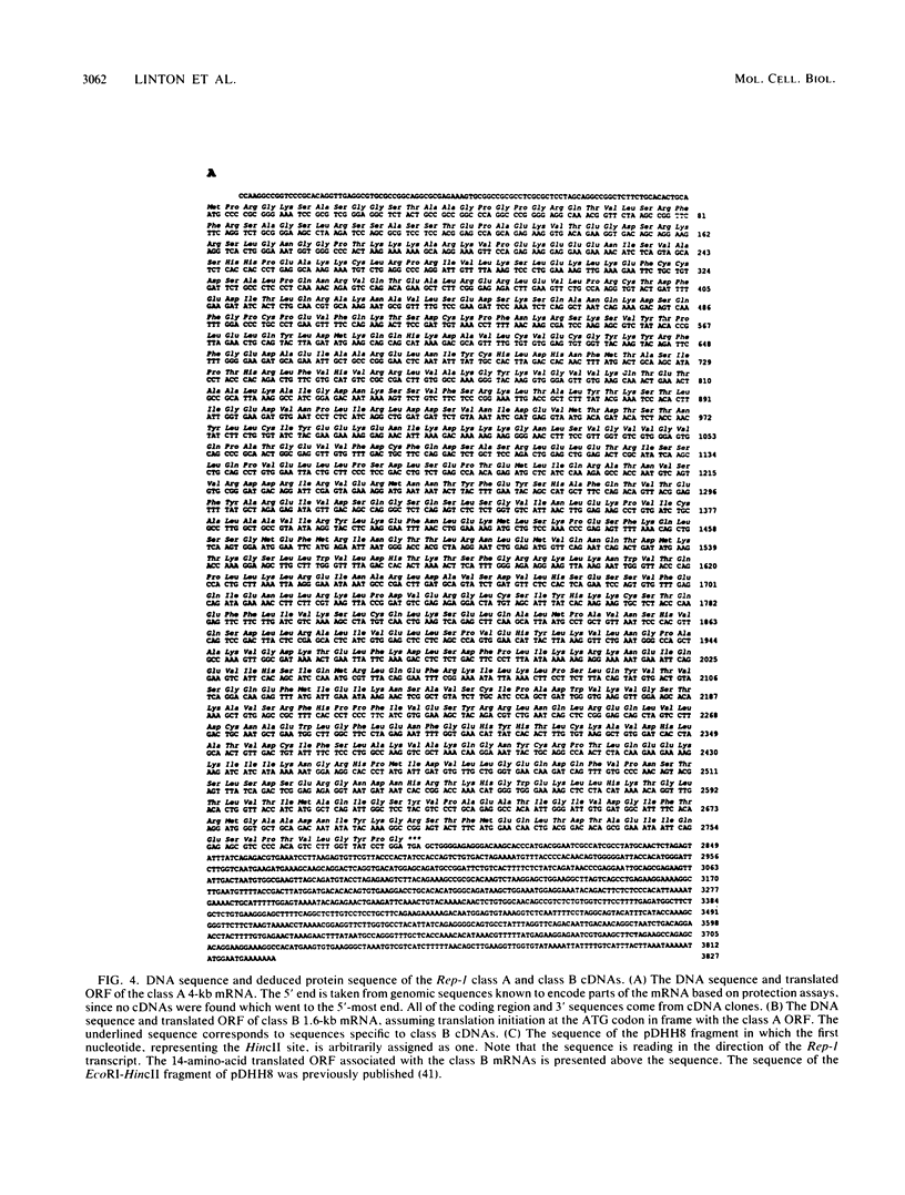 3062