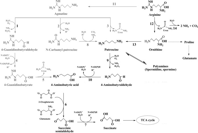 FIG 1