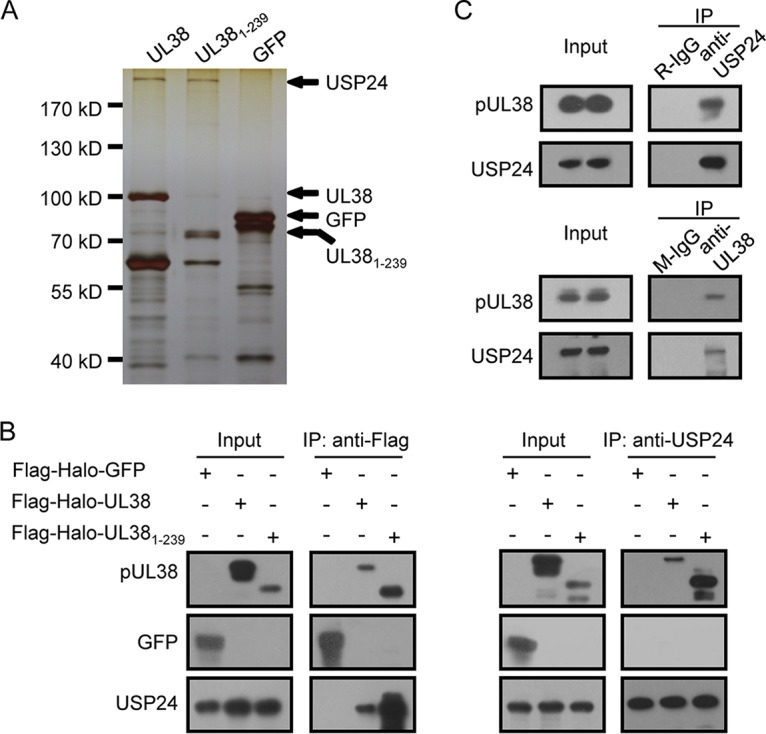 FIG 1