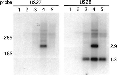 FIG. 7