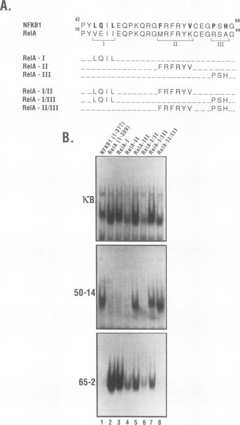 graphic file with name molcellb00019-0024-b.jpg