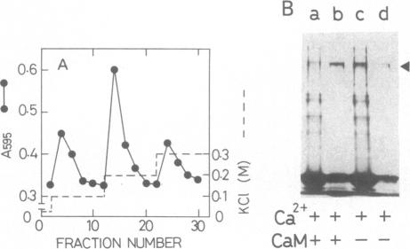 graphic file with name pnas00648-0143-d.jpg