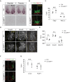 Figure 5—figure supplement 1.