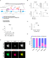 Figure 2—figure supplement 1.
