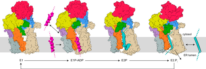 Fig. 6