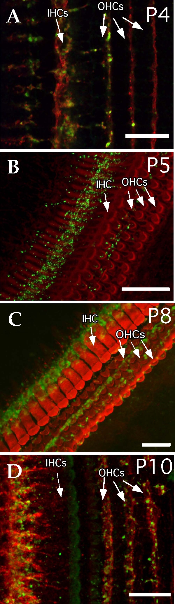 Fig. 10