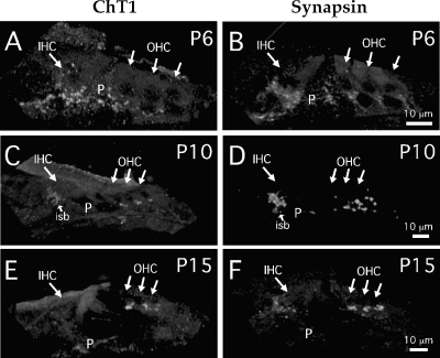 Fig. 8