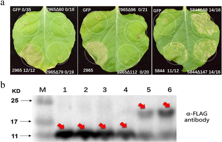 Fig. 7