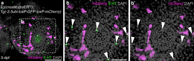 Figure 2—figure supplement 1.