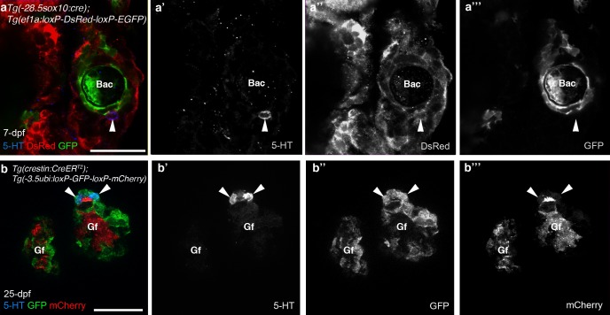 Figure 1—figure supplement 1.