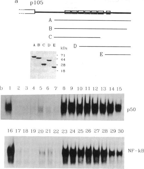 graphic file with name pnas01080-0503-a.jpg