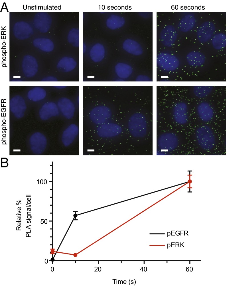 Fig. S4.