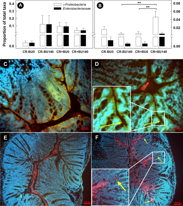 FIG 13 