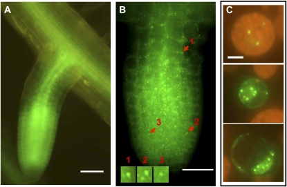 Figure 6.