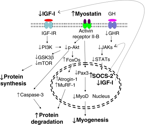 Fig. 4