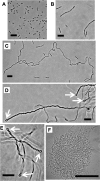 FIG 1