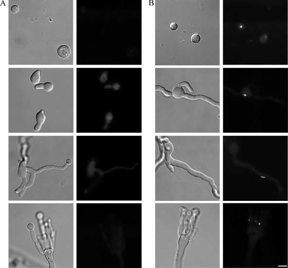 FIG. 6.