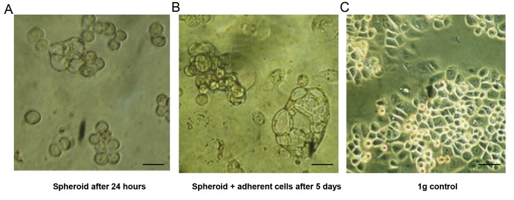 Fig.1