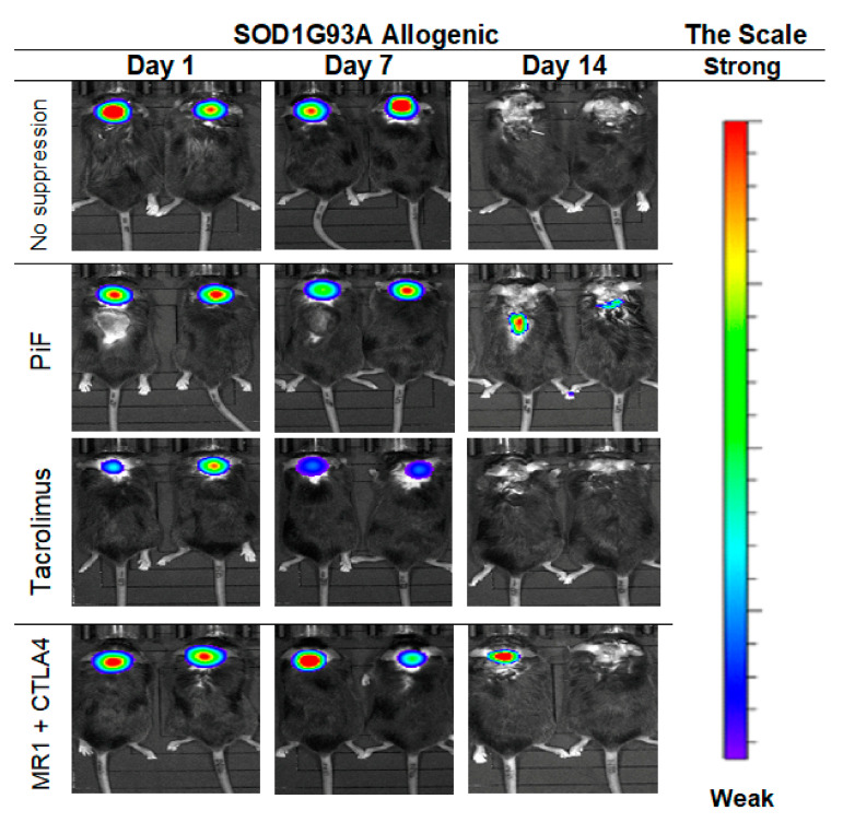 Figure 13