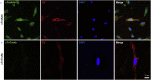 Supplementary Fig. 2