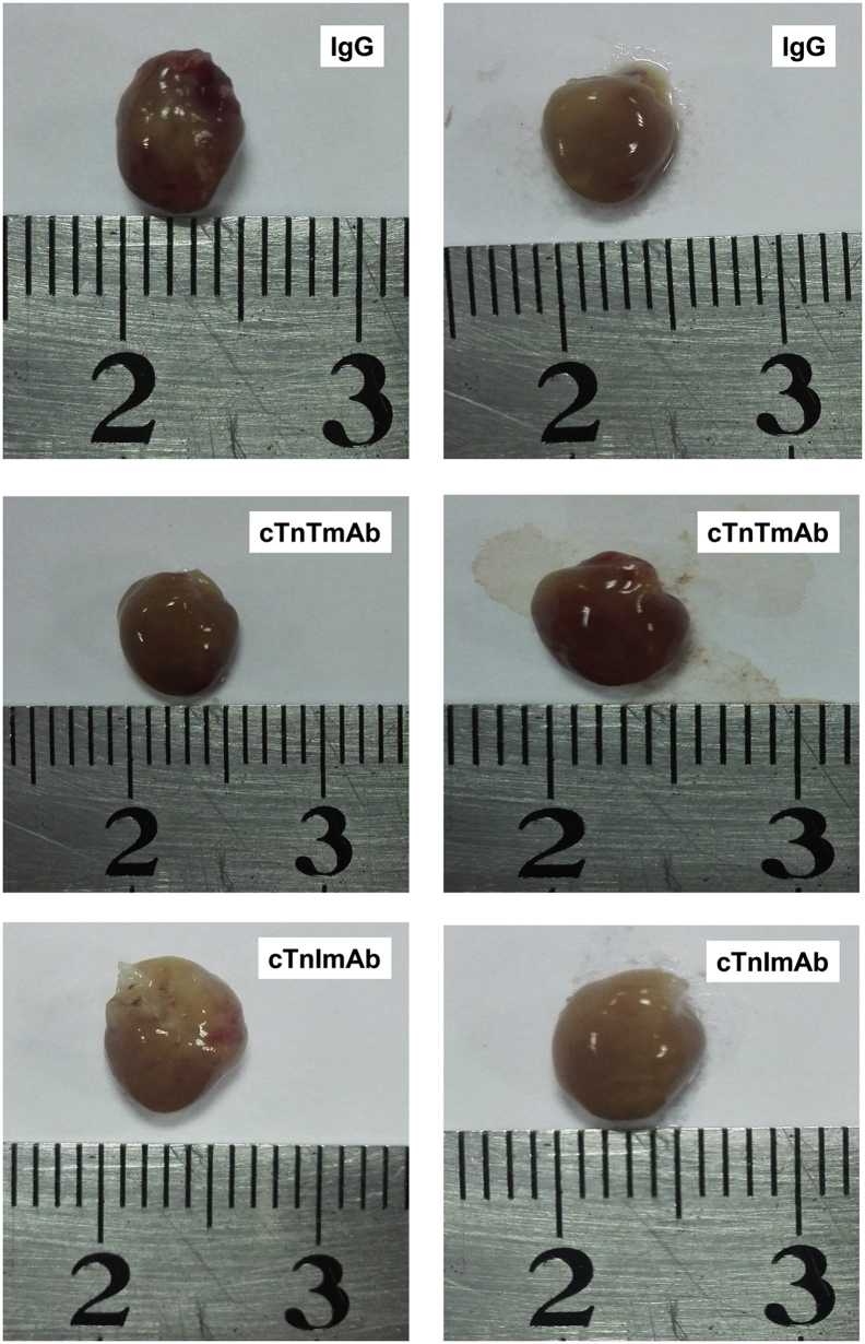 Supplementary Fig. 7