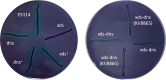 FIG 6