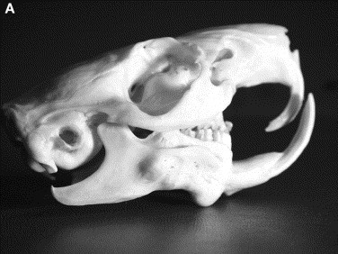 Fig. 16
