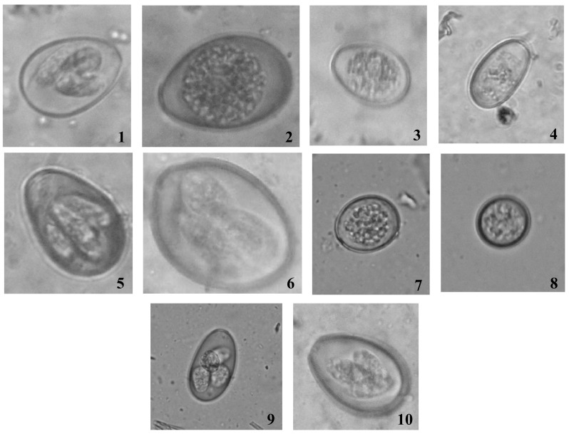 Fig. 1