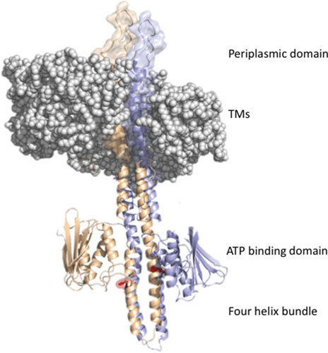 Figure 2