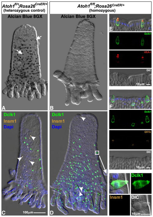 Fig. 19