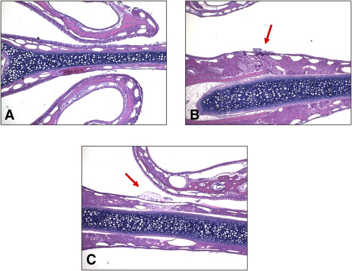 Fig. 6.