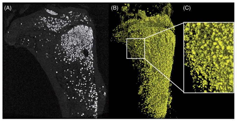 Figure 13