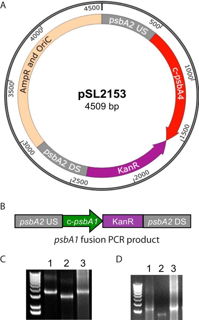 FIGURE 4.