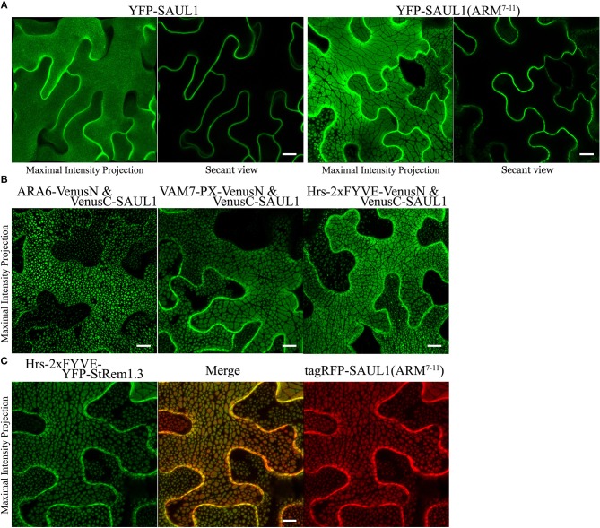 Figure 6