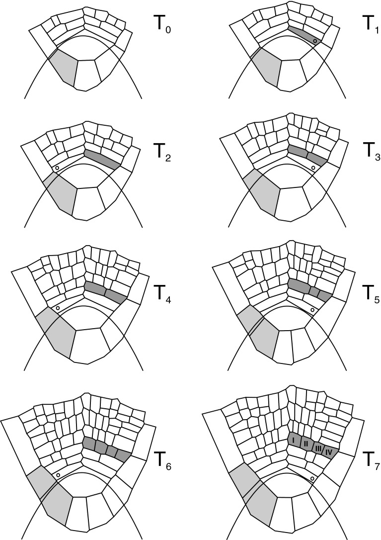 Fig. 7