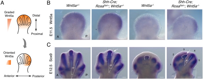 Fig. 5.