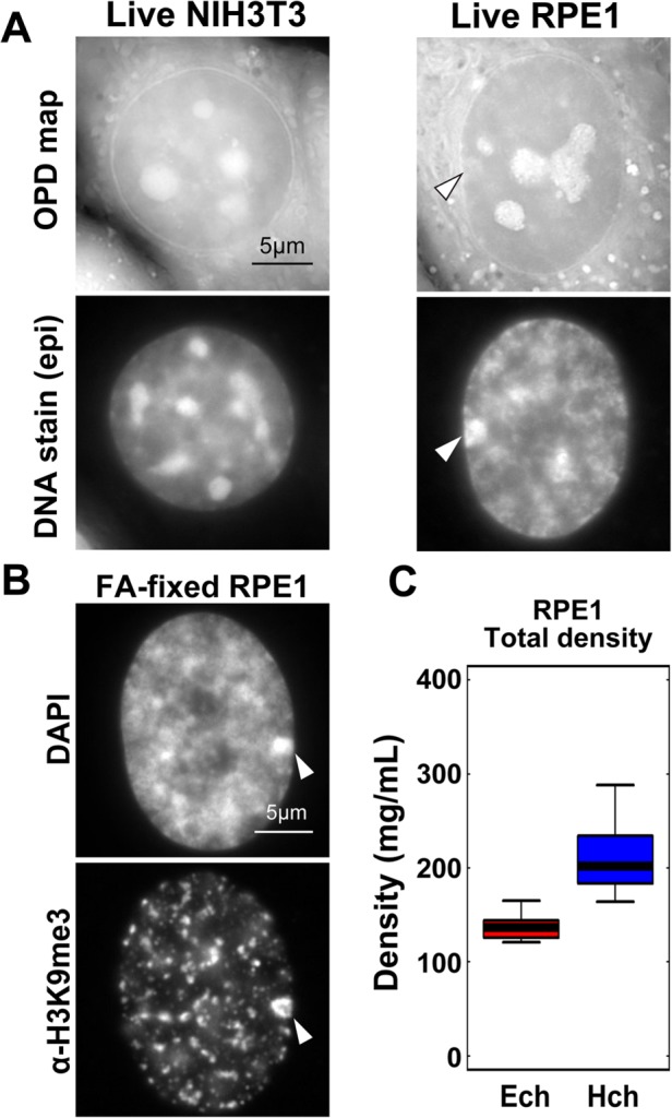 FIGURE 4: