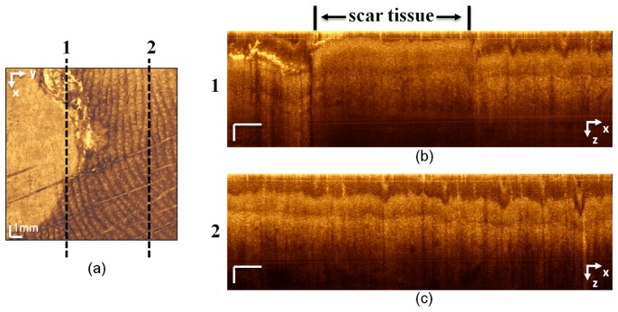 Fig. 10