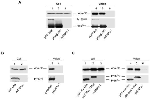 FIG. 3.