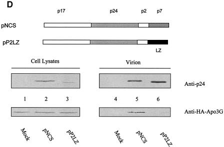 FIG. 5.