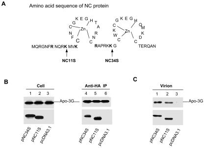 FIG. 6.