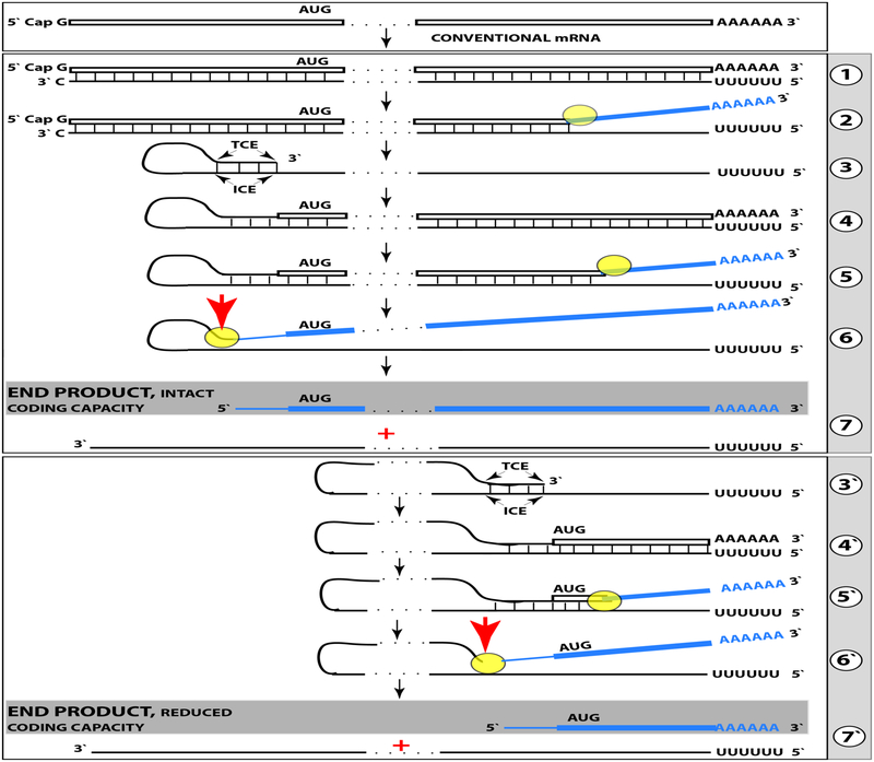 Figure 2: