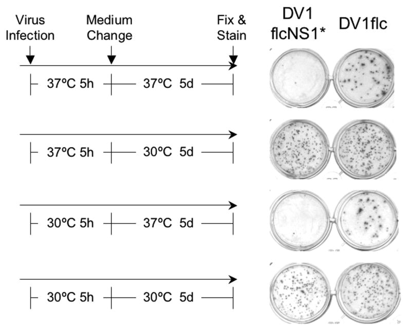 Fig.6