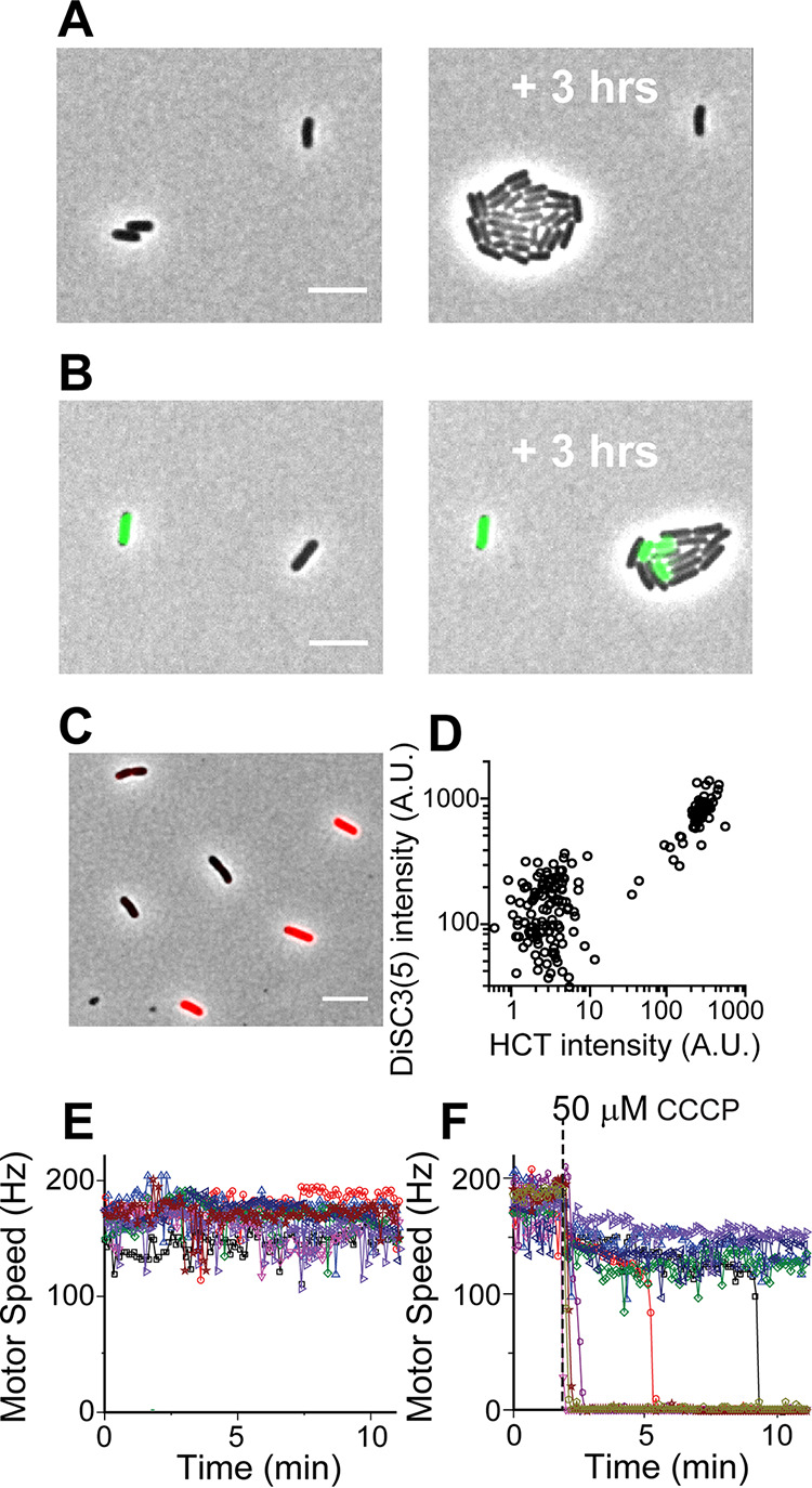 FIG 1