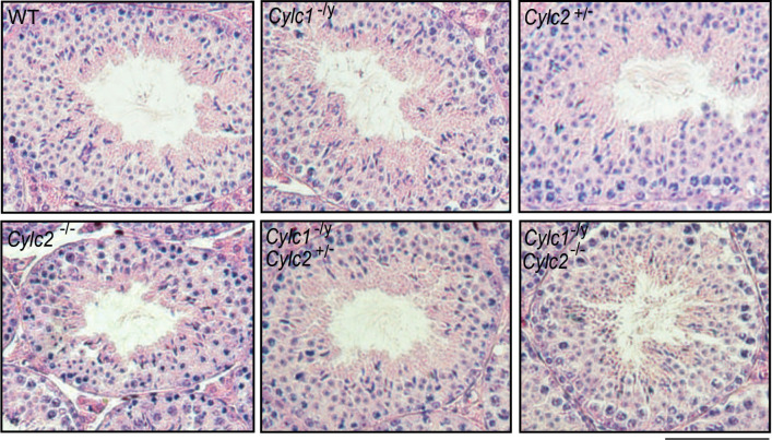 Figure 2—figure supplement 1.