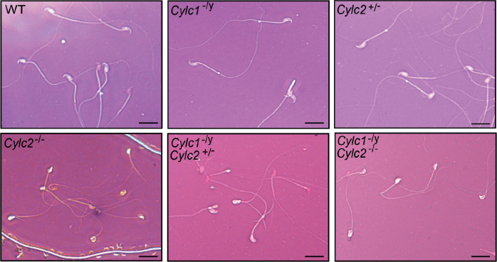 Figure 2—figure supplement 2.