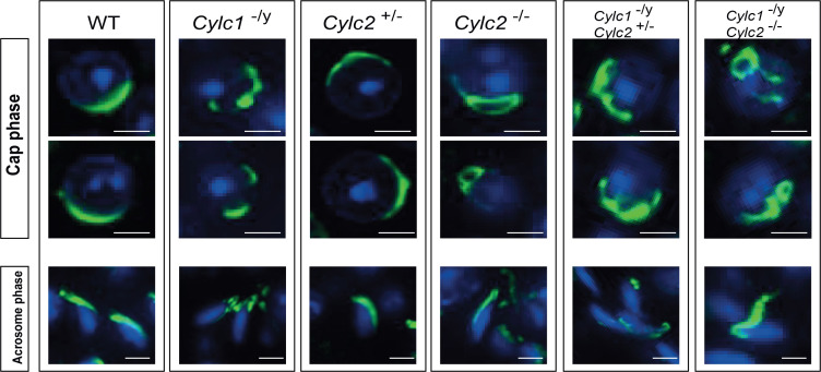 Figure 4—figure supplement 1.